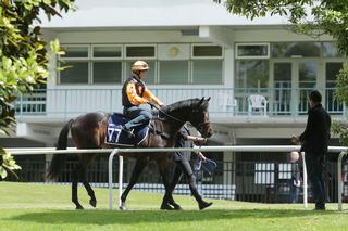 NZB's Ready to Run Sale will take place at Karaka on 20 & 21 November.